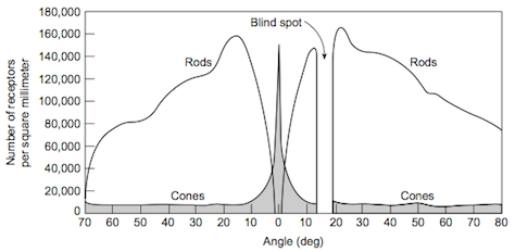 Distribution of cones and rods in a typical human retina (Lindsay and Norman)