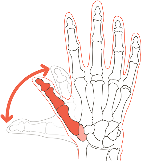 The thumb’s bones extend all the way down to your wrist.