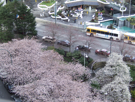 Springtime blossoms