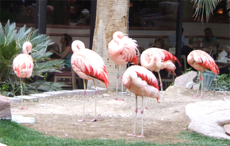 Flamingos