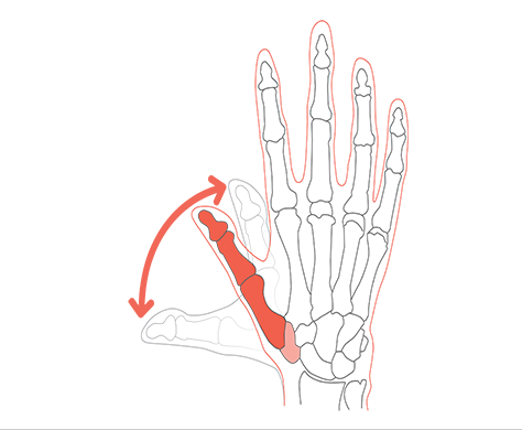 Cómo se mueven los huesos del pulgar en extensión y flexión