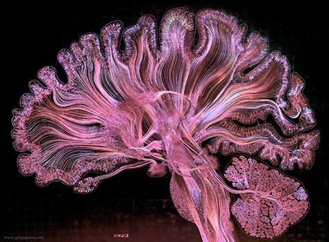 A visualization of the human brain