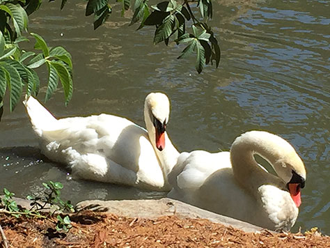 A pair of swans in the lagoon